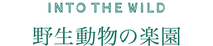 INTO THE WILD　野生動物の楽園