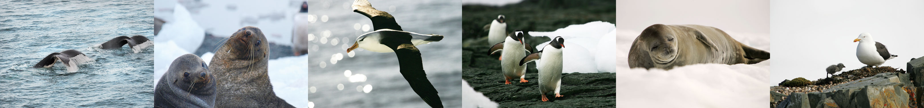 INTO THE WILD　野生動物の楽園