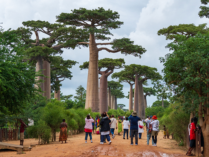 神秘の木バオバブがある風景 | 世界一周旅行ならピースボートクルーズ